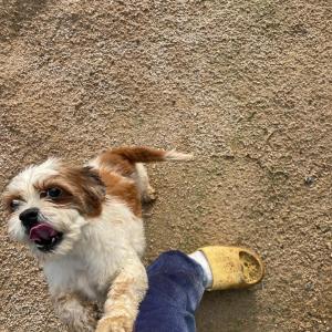 긴급) 대부도 시츄찾습니다