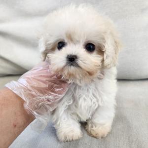 화이트말티푸 2개월령 모량 많고 눈 땡글땡글