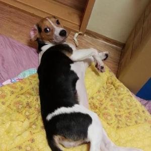 인천 서구 원당동에서 비글(홍단)을 찾습니다.