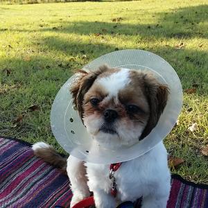 시추를 찾습니다.