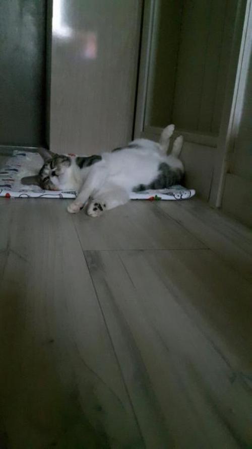 5개월 8개월된 콧숏고양이들의 가족이되어주세요ㅠㅠ