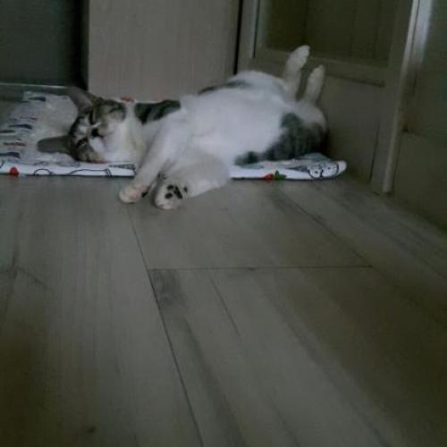 5개월 8개월된 콧숏고양이들의 가족이되어주세요ㅠㅠ