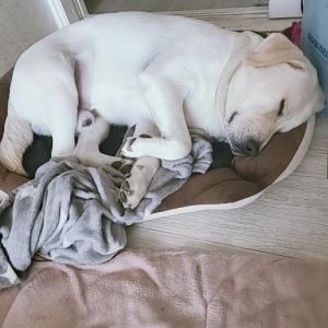 통영시 광도면 죽림 집나간 래브라도 리트리버 찾습니다