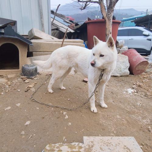 시골집 개분양합니다