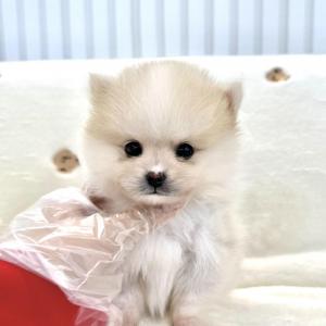 [80만원] 초희귀 레몬 크림 폼스키 왕자님 분양중입니다