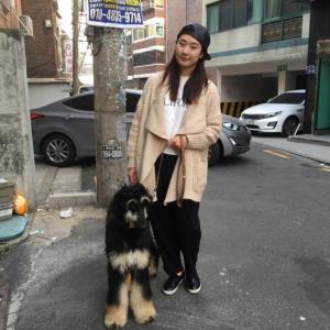 블랙탄 아프간하운드 찾습니다