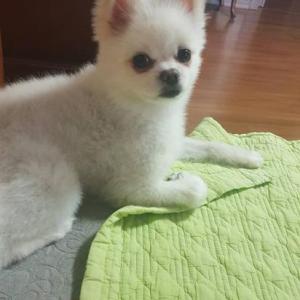 경기도화성강아지찾습니다.