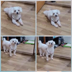 말티푸>>뚱이<<를찾습니다