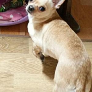 송파구 마천동 황색 단모치와와 찻습니다