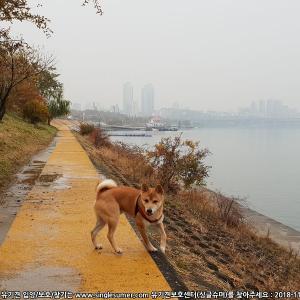 찾았어요! 서울 잠실 시바견 빨간목줄을 했고 찾습니다