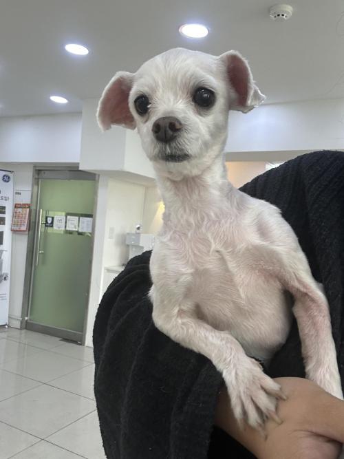 간석동 우신아파트근처 강아지잃어버리신분