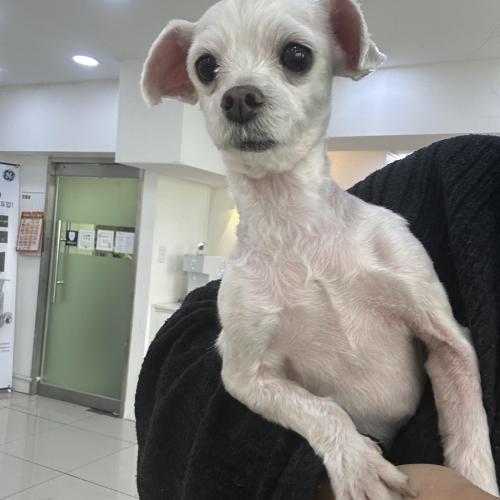 간석동 우신아파트근처 강아지잃어버리신분