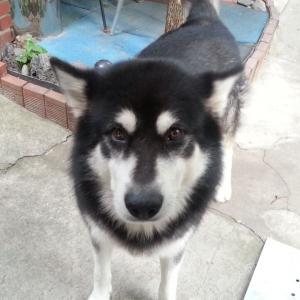 [성북구 정릉동/중성화X/남/말라뮤트] 저희 집 호야 좀 찾아주세요.