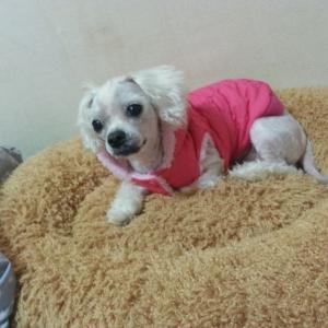 동네에서잃어버렷습니다꼭찾아주세요