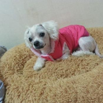 동네에서잃어버렷습니다꼭찾아주세요