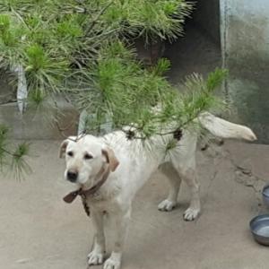 경주시 서약동 무열왕릉 레브라도 리트리버 암컷 찾습니다,