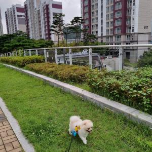 흰색 강아지 찾아요