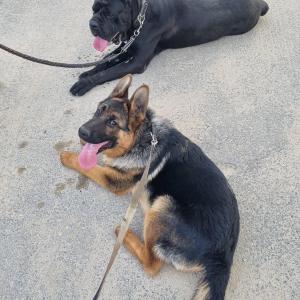 새퍼트를 찾습니다