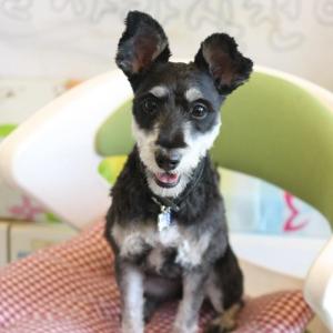 [서울] 슈나우저 여자아이 2살 아차산 근처에서 집을 나갔습니다.