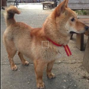 진도견 황구를 찾습니다!!!!