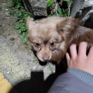 수컷 강아지 보호 중입니다(강원도 원주시)