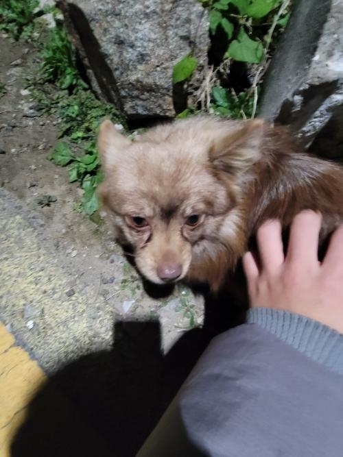 수컷 강아지 보호 중입니다(강원도 원주시)