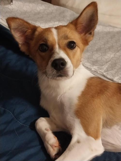 강아지 무료분양보내요(책임비없음)