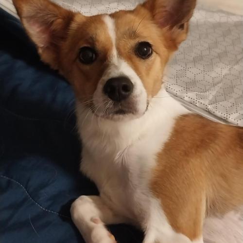 강아지 무료분양보내요(책임비없음)