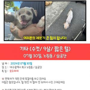 대구 삼공단 노원동 노원네거리 침산동 강아지 좀 찾아주세요