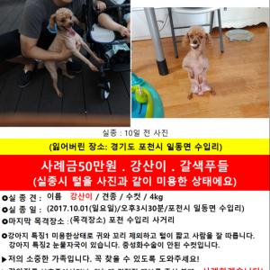 포천 갈색푸들을 찾아요