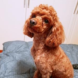 초코푸들강아지 찾습니다 ㅜㅜ