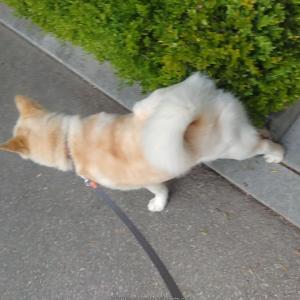 하늘색 눈을가진 복순이 찾습니다