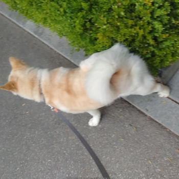 하늘색 눈을가진 복순이 찾습니다