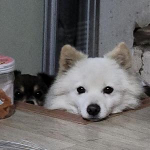 광명시에서 잃어버린 스피츠 남아 찾습니다..