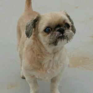 고령시츄 사례금 50만원