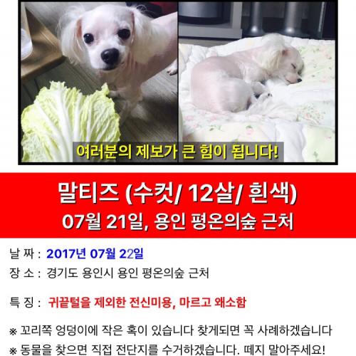 말티즈 강아지 찾아요 ...