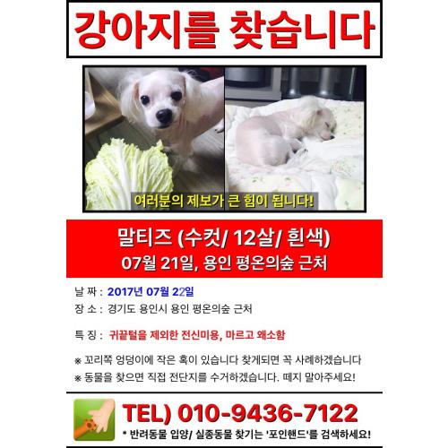 말티즈 강아지 찾아요 ...