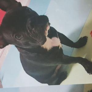 제발우리만두좀 찾아주세요