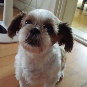 (수원)시츄(노견) 암컷 찾습니다