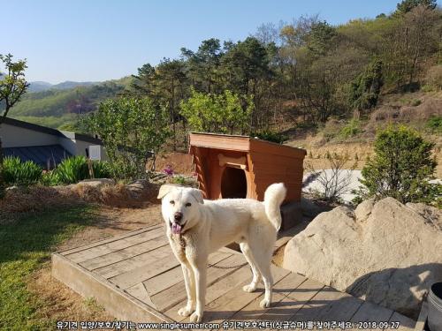 전원주택에서 키우던 풍산개 분양(무료)합니다