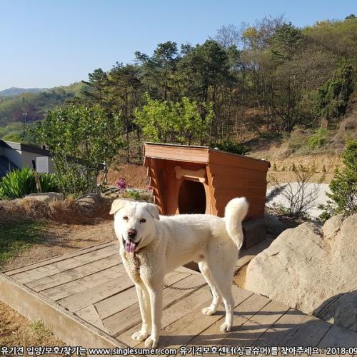 전원주택에서 키우던 풍산개 분양(무료)합니다