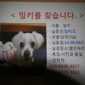 울산 엠코마트에서 강아지가 실종됐어요..꼭 관심 갖아주세요!!