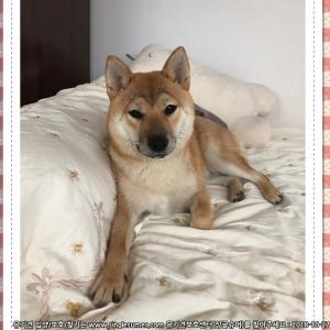 창주 시바견 암컷 찾습니다