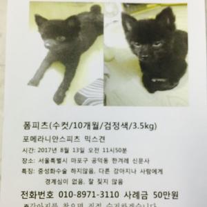 검은색 폼피츠 실종