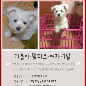 흰색 말티즈 강아지를 찾았어요!