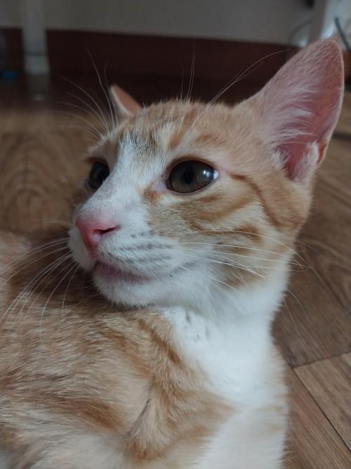 어린치즈냥 입양보내요(책임비×분양비×)