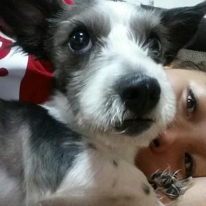 인천 서구 신현동에서 잃어버린 몽이좀 찾아주세요..