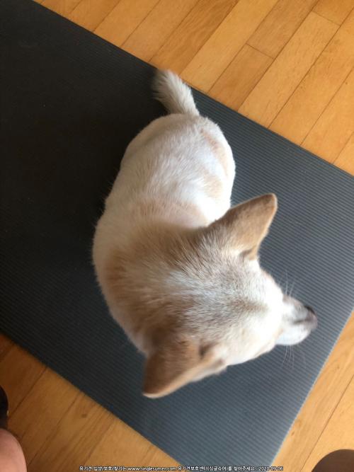 암컷 - 순하고 착한 믹스견 보호중입니다. 강아지 보호중입니다.