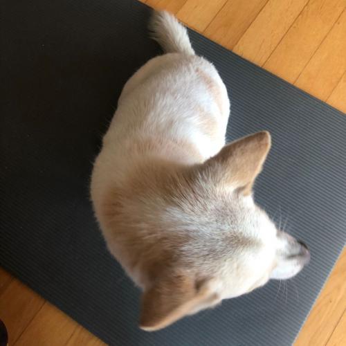 암컷 - 순하고 착한 믹스견 보호중입니다. 강아지 보호중입니다.