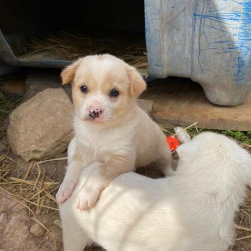 전라남도 완도 믹스견 생후 약 2개월 미만 아기강아지들 분양합니다.